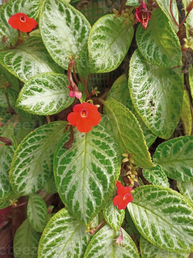 rote Blume mit natürlichem Text auf defokussiertem Hintergrund foto