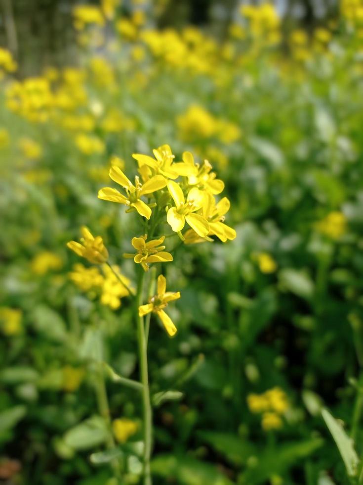 Senfblumenbilder kostenlos herunterladen foto