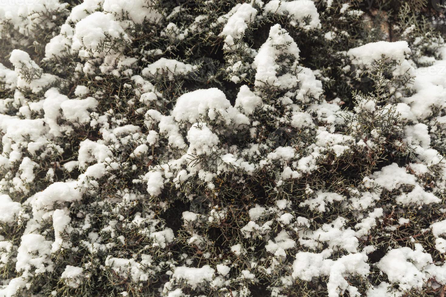 Bäume im Schnee, Winterlandschaften foto