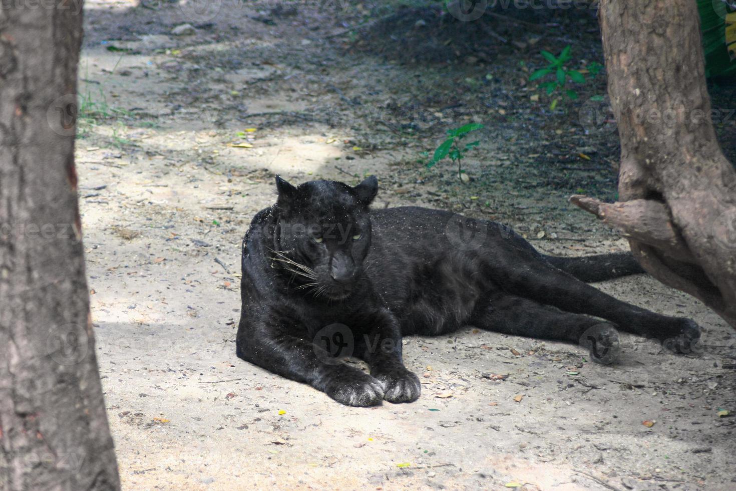 schwarzer Panther im Liegen foto