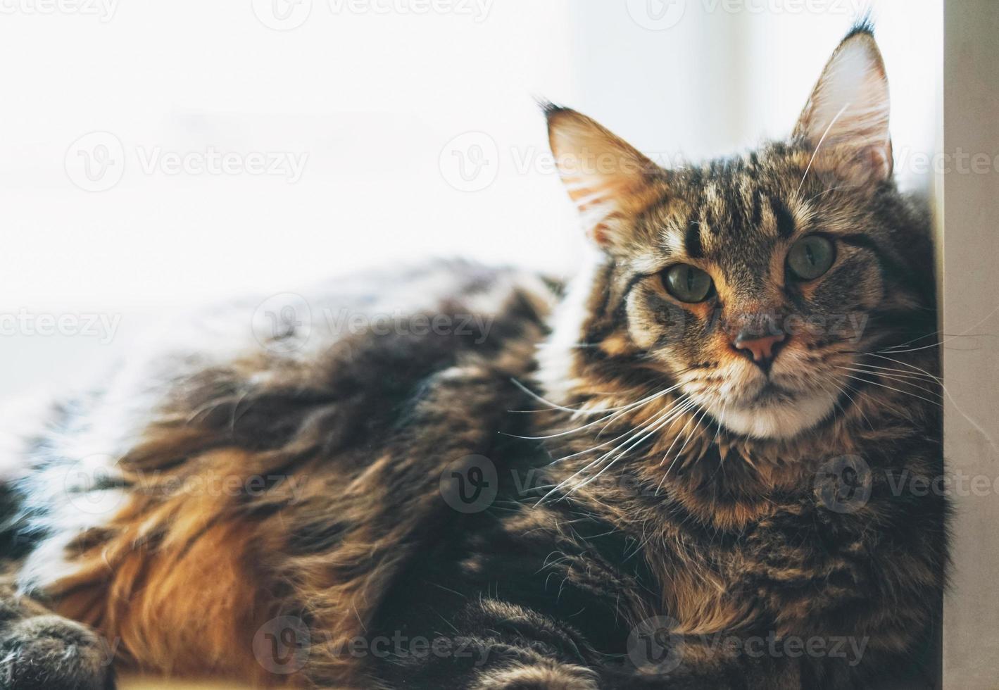 Große, flauschige Maine-Coon-Katze mit gestromter Katze blickt in die Kamera foto