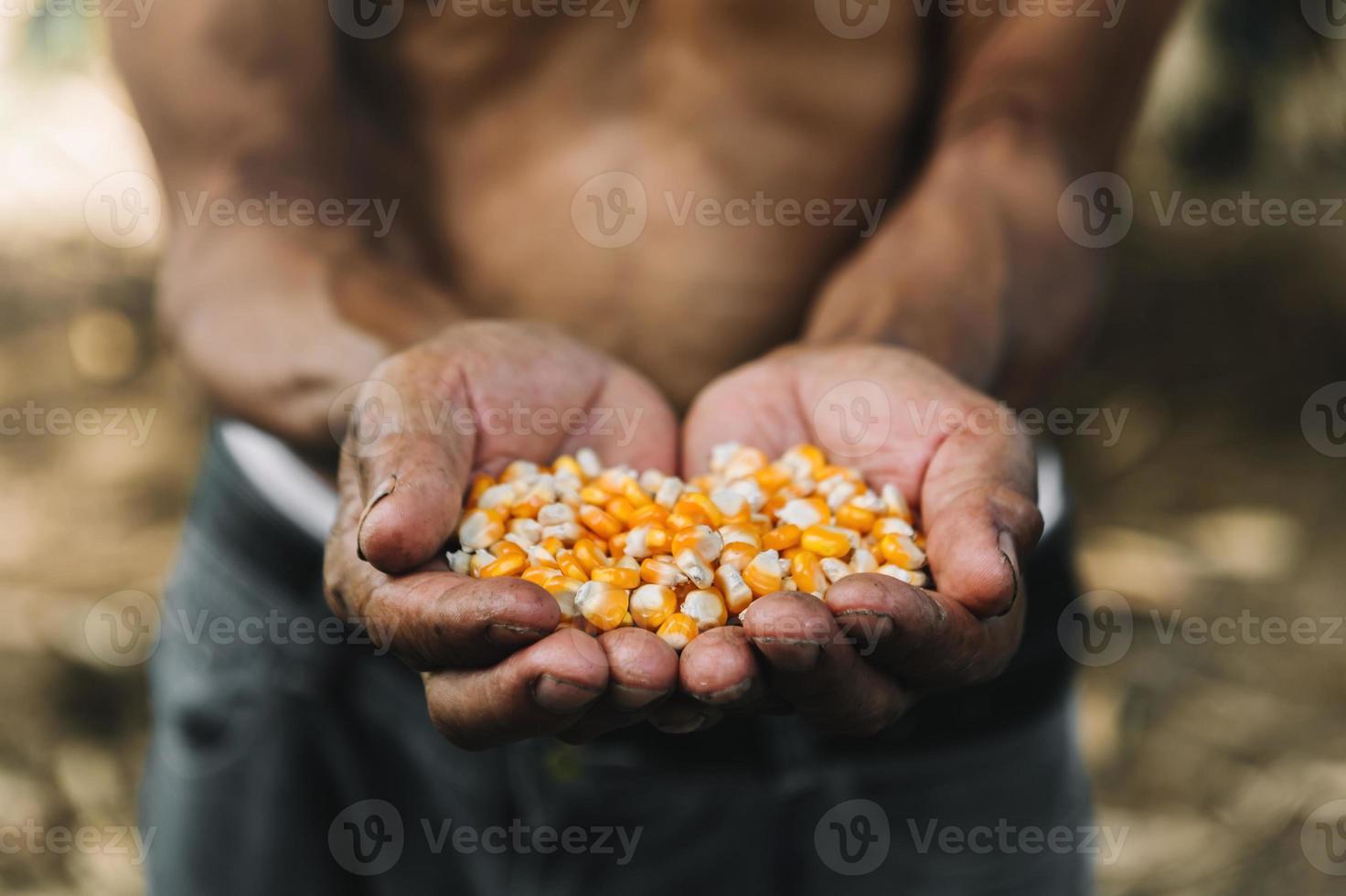 gelbes reifes Maiskorn in der Hand des alten Bauern mit Bauernhof für das Konzept der industriellen Landwirtschaft des Kopierraums foto