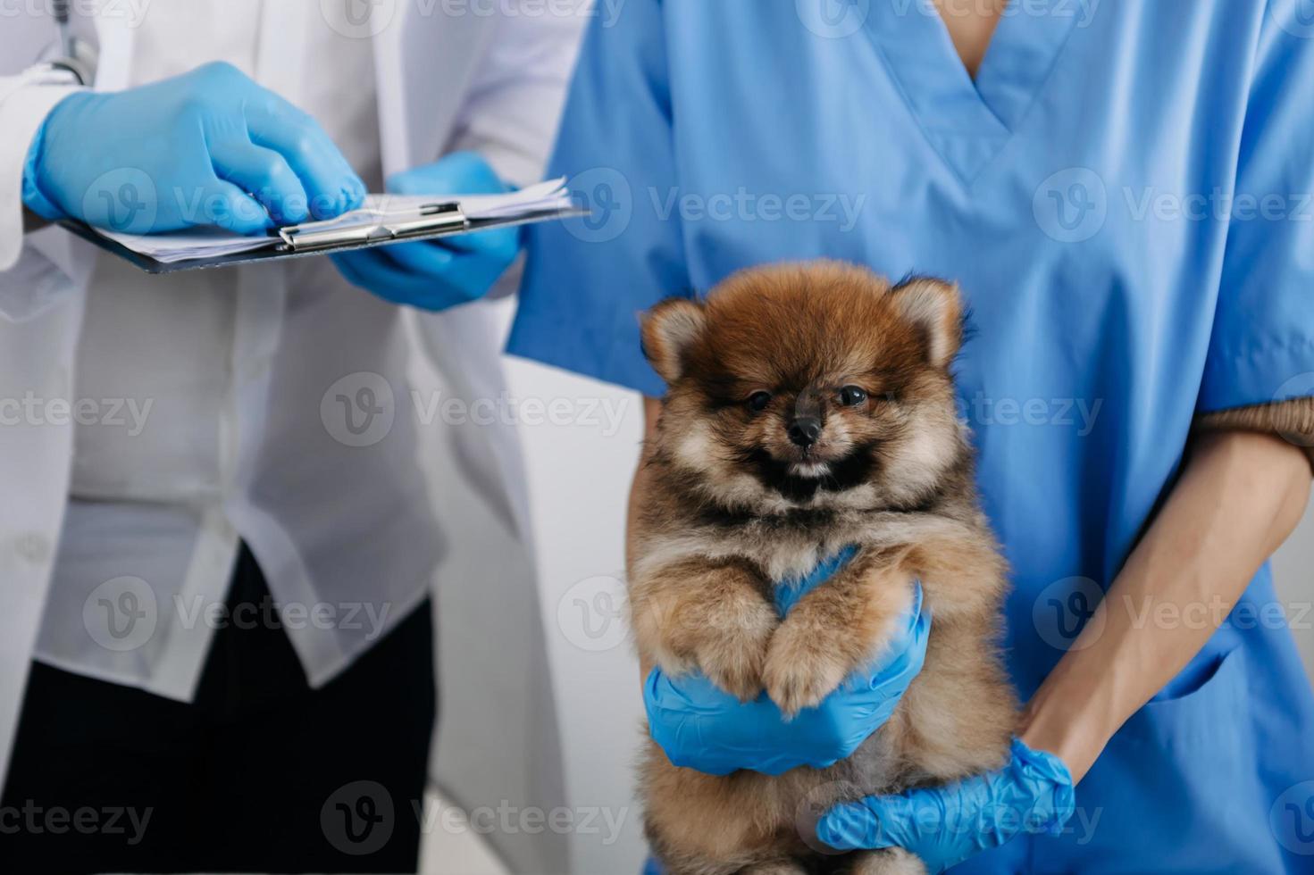 Zwei Ärzte untersuchen ihn. Veterinärmedizinisches Konzept. Pommern in der Tierklinik. foto