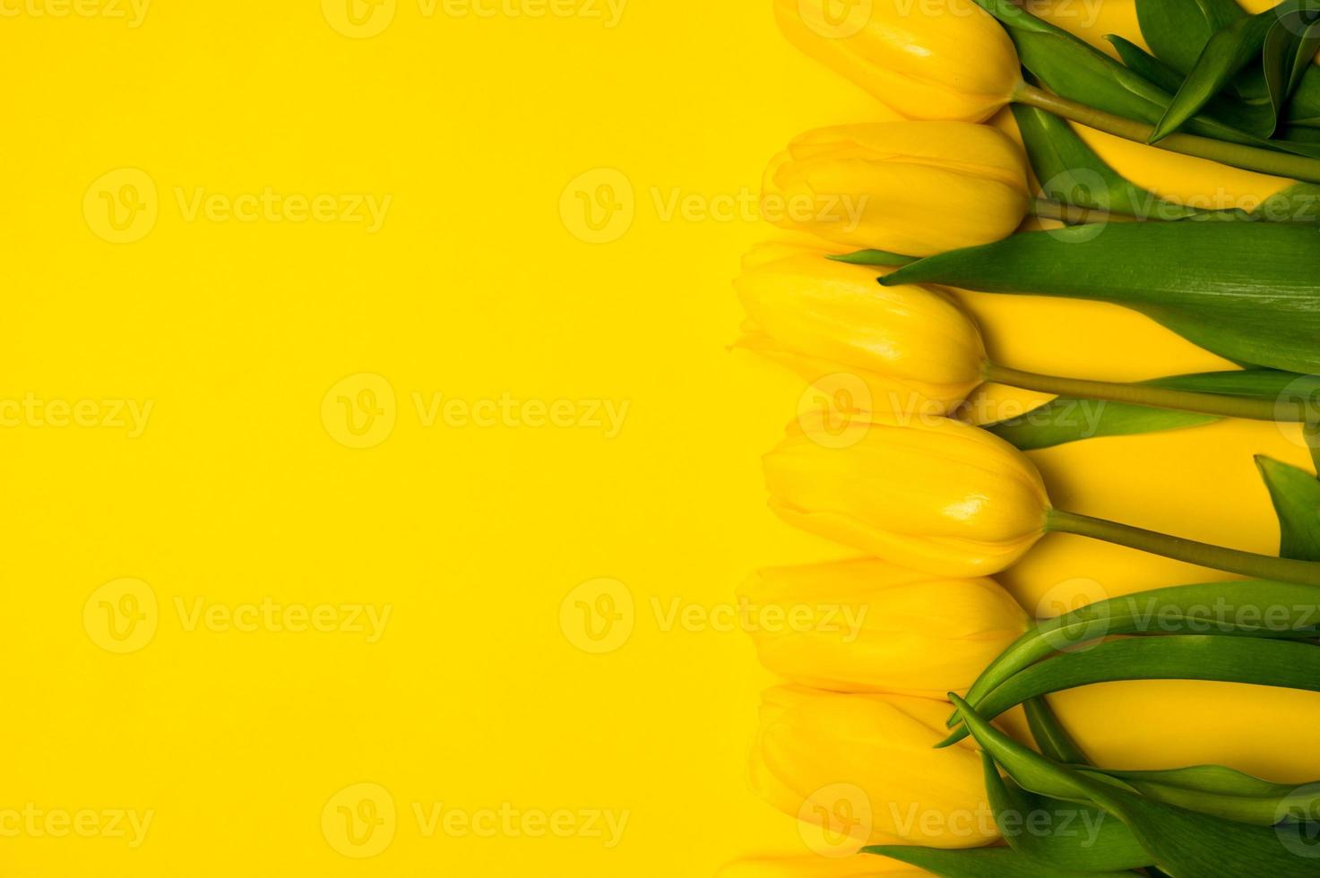 frühlingsbanner mit einem bucnh gelber tulpen. oster- und frühlingsgrußkarte. frauentageskonzept. Exemplar für Text. foto