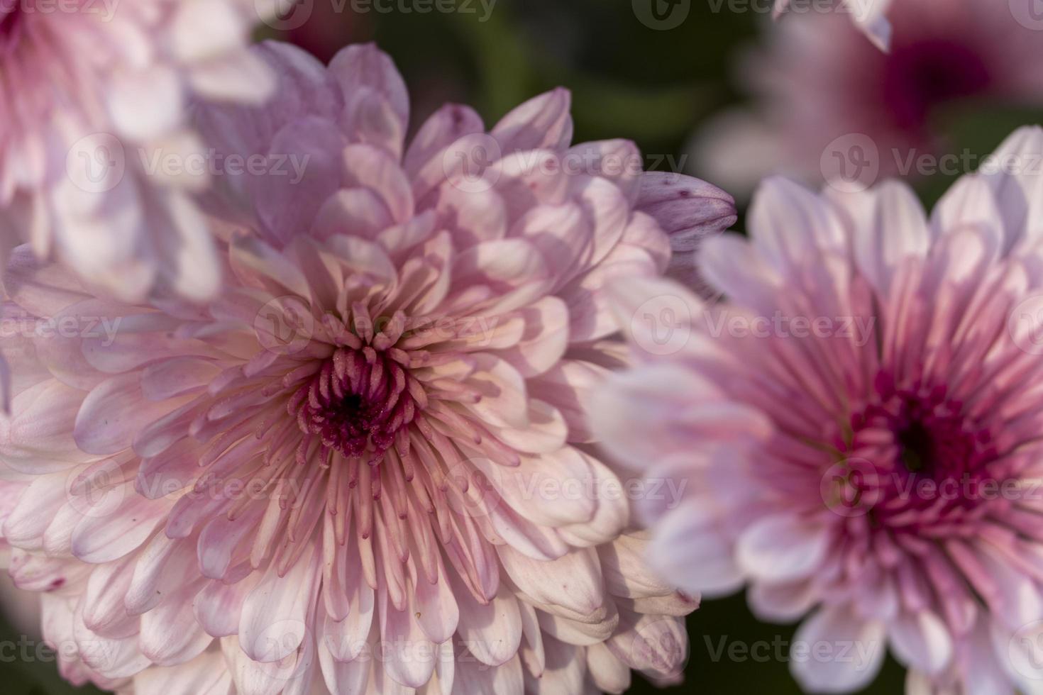 Detail der lila Blüten unscharf Hintergrund Mexiko foto