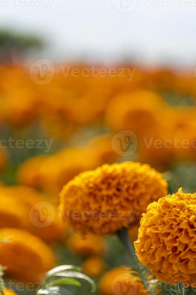 Cempasuchil-Blumenfeld an einem sonnigen Tag mit blauem Himmel und Heuballen im Hintergrund. foto