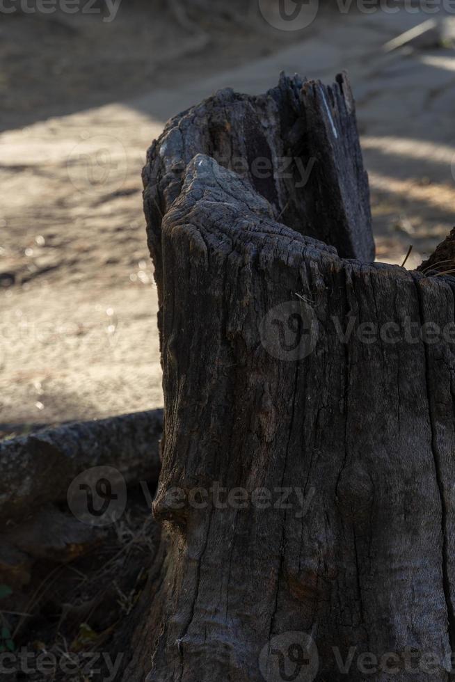Ein vertikales Bild eines alten und trocken geschnittenen Baumstamms, der ein sehr zäher, hohler Stamm ist, der auf der Straße ausgesetzt ist foto