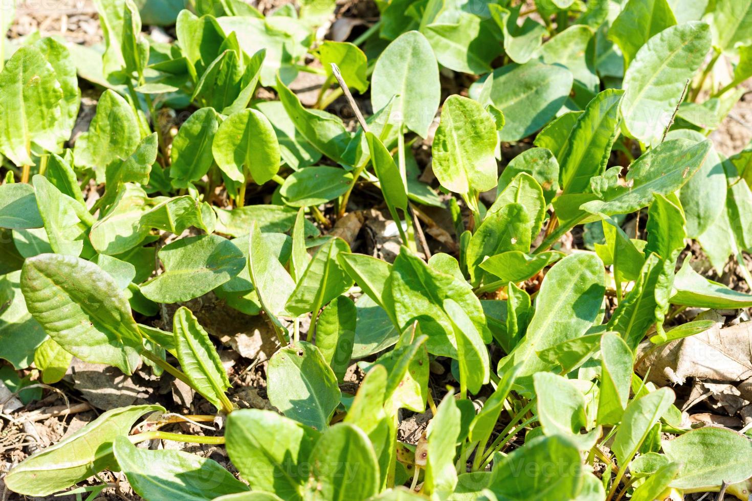 Gesunder Bio-Babyspinat, der im Garten wächst foto