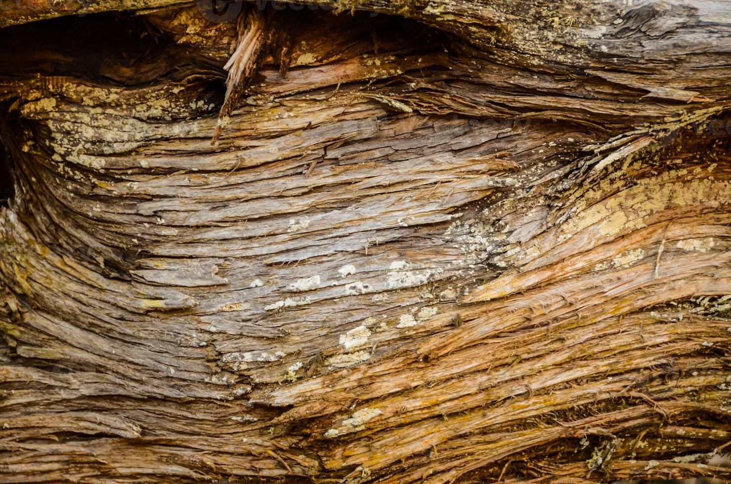 natürliche holznahaufnahmebeschaffenheit foto