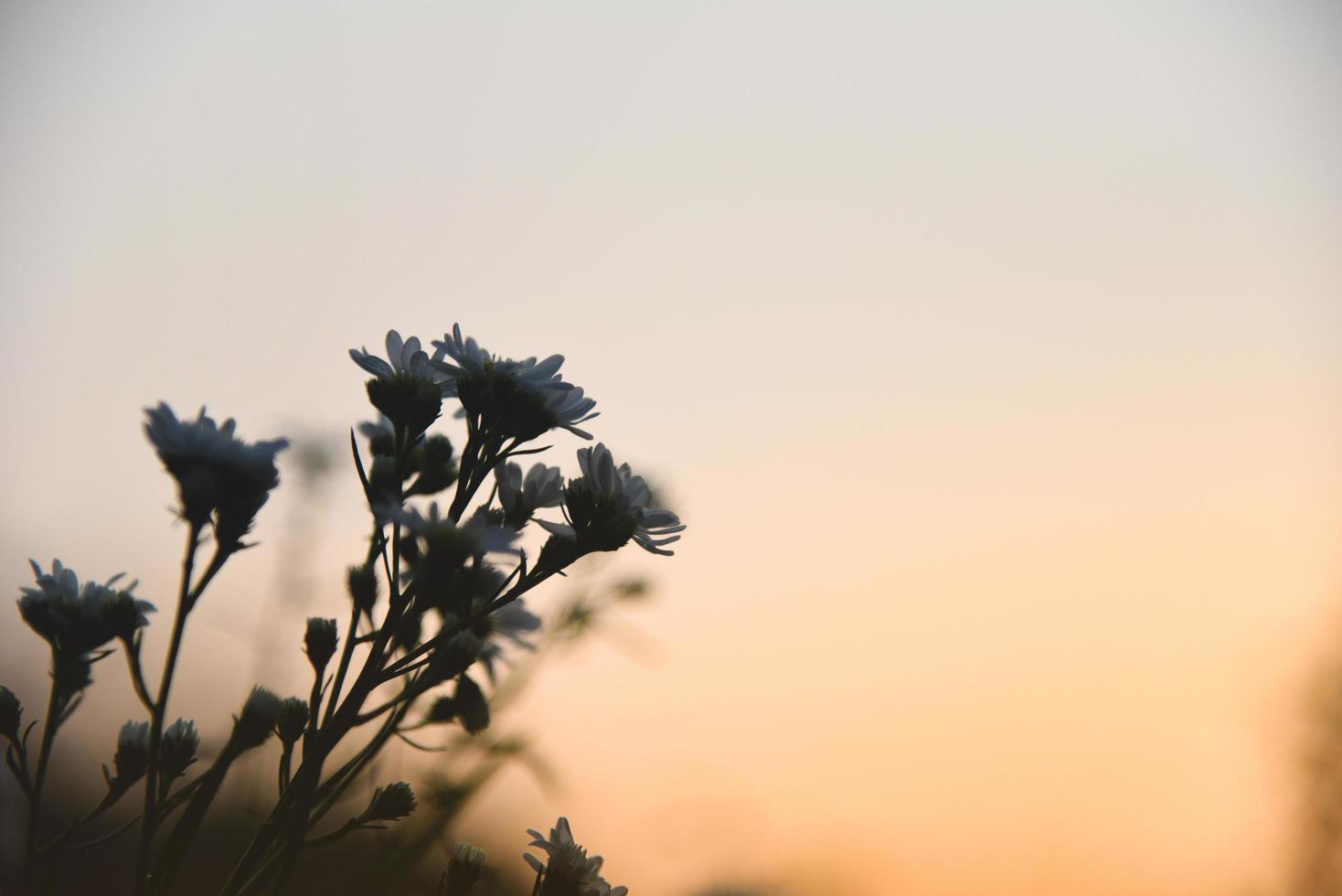 Silhouette Blumen weiß auf Sonnenuntergang oder Sonnenaufgang Natur Hintergrundton Vintage Blume foto