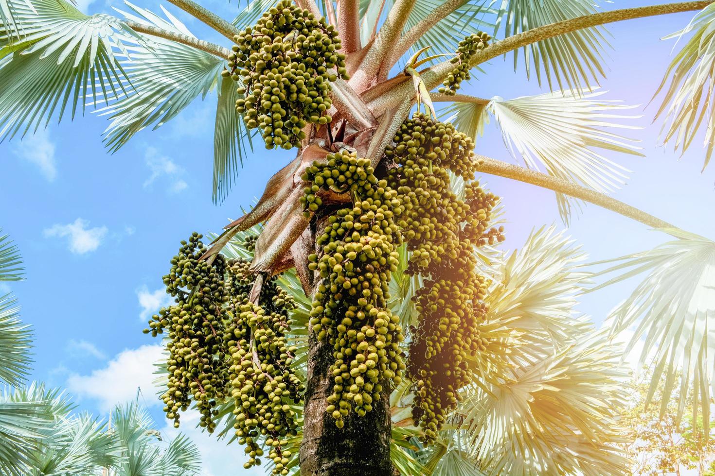 Palmenfrucht auf Baum im Garten am hellen Tag und Hintergrund des blauen Himmels foto