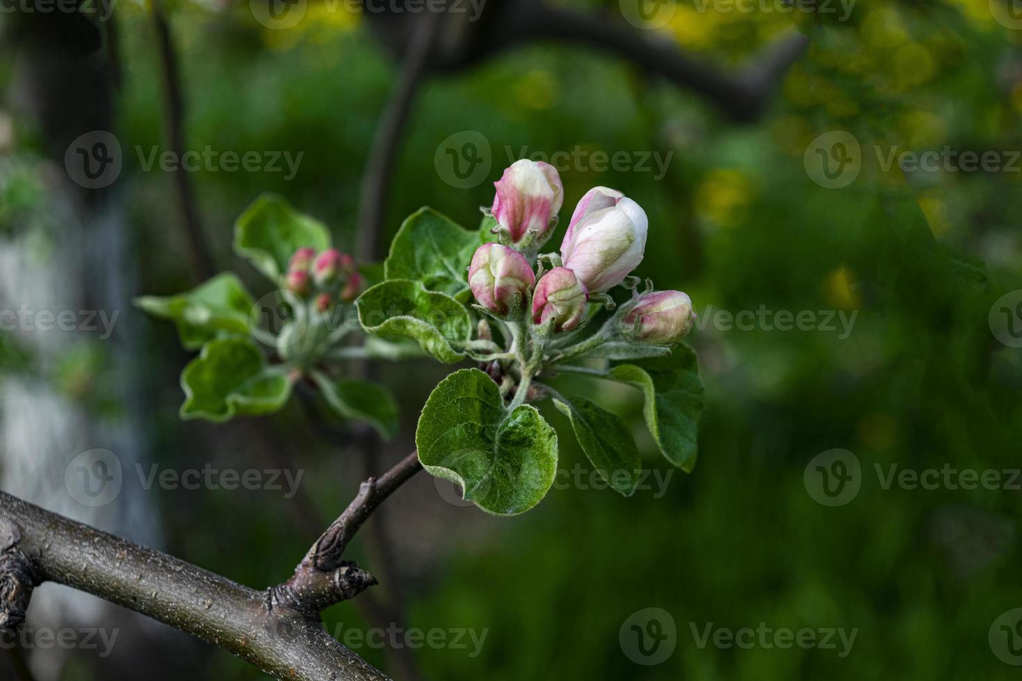 Ein blühender Apfelbaum auf einem verschwommenen natürlichen Hintergrund. selektiver Fokus. foto