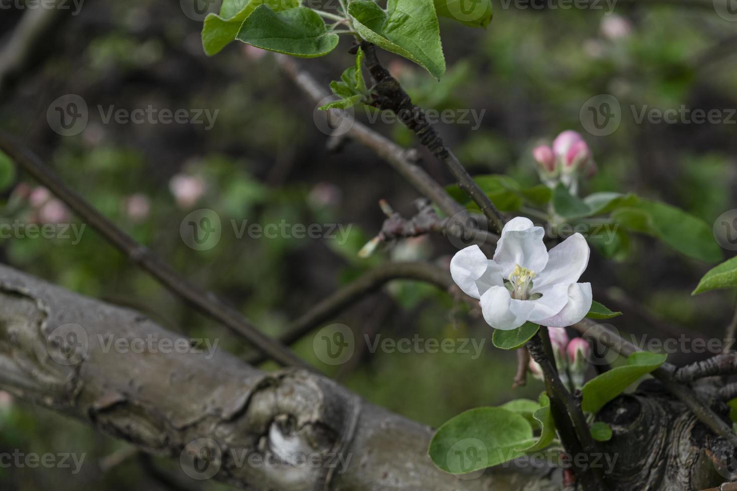 Ein blühender Apfelbaum auf einem verschwommenen natürlichen Hintergrund. selektiver Fokus. foto