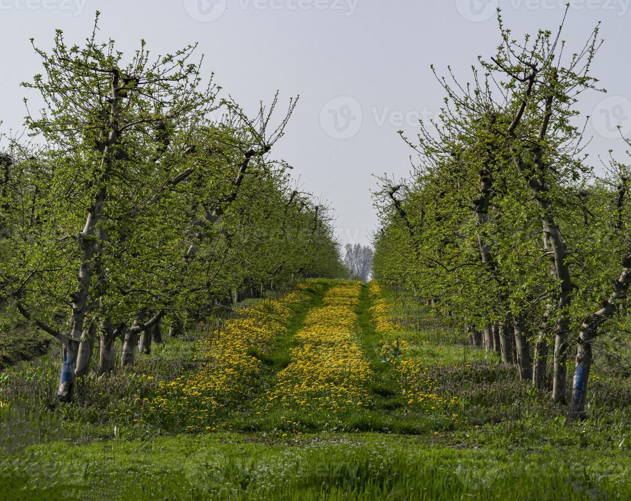 Löwenzahn im Apfelgarten. Schöne Blumen von gelbem Löwenzahn in der Natur im warmen Sommer oder Frühling. foto