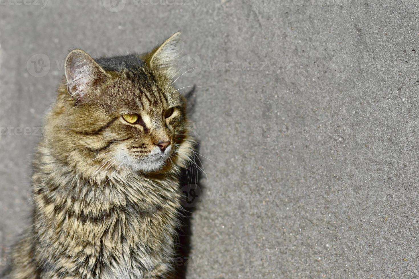 Große, flauschige Tabby-Katze auf grauem Hintergrund unter den Sonnenstrahlen. foto