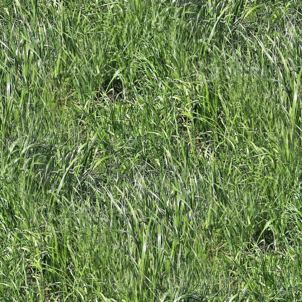 fotorealistische nahtlose Grastextur in Hires mit mehr als 6 Megapixel Größe foto