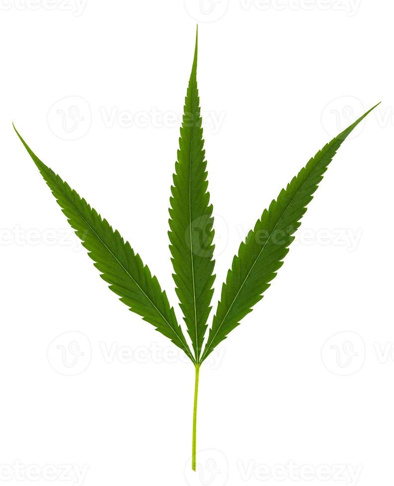 Cannabisblatt, Marihuanablätter zum Kochen und hat medizinische Eigenschaften isoliert auf weißem Hintergrund foto