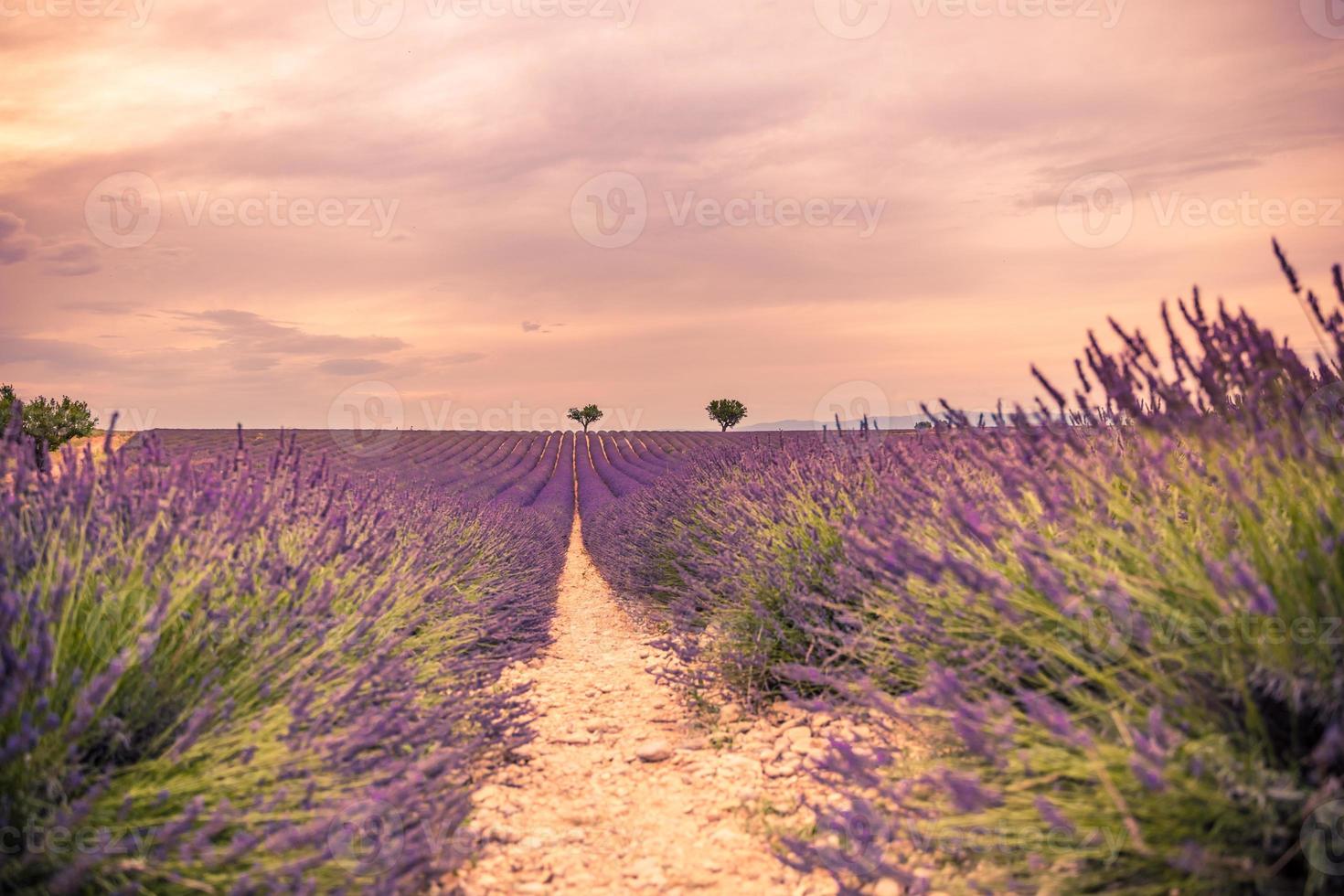Lavendelbüsche Nahaufnahme auf Abendlicht. lila Blüten von Lavendel. Provence-Region in Frankreich. Lavendelbüsche Nahaufnahme Sonnenuntergang. Lila Lavendelbüsche im Garten. nahaufnahme sommernatur foto