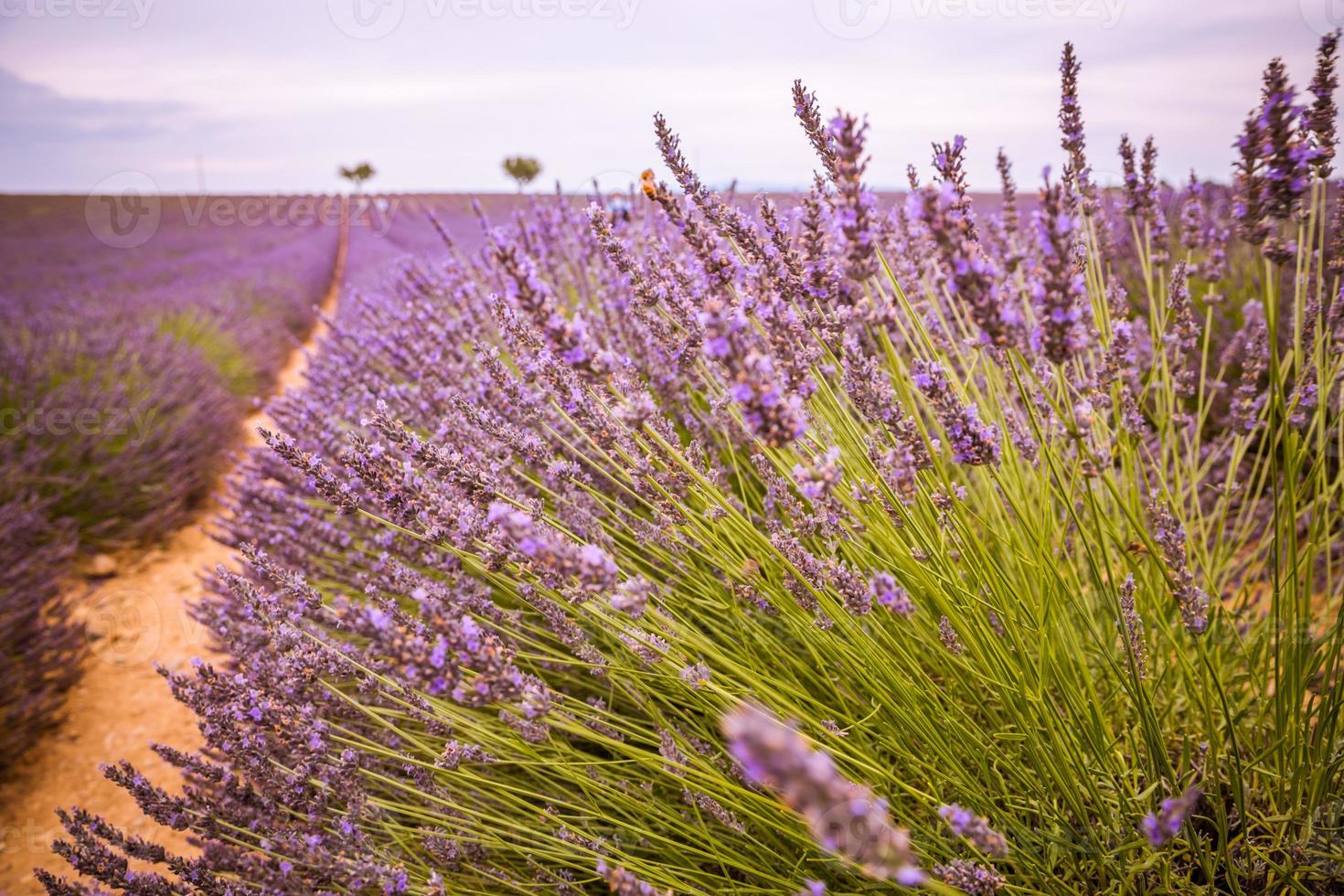 Lavendelbüsche Nahaufnahme auf Abendlicht. lila Blüten von Lavendel. Provence-Region in Frankreich. Lavendelbüsche Nahaufnahme Sonnenuntergang. Lila Lavendelbüsche im Garten. nahaufnahme sommernatur foto