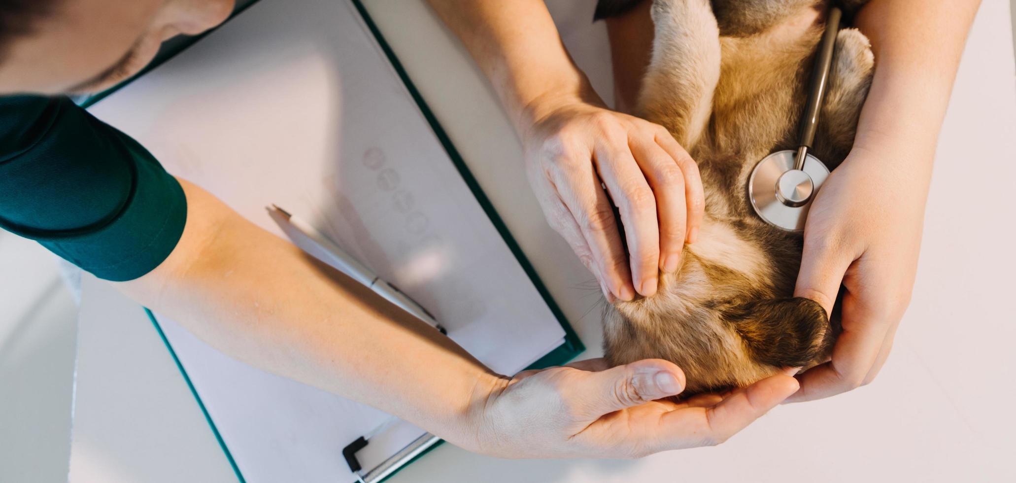 Überprüfung des Atems. Männlicher Tierarzt in Arbeitsuniform, der den Atem eines kleinen Hundes mit einem Phonendoskop in der Tierklinik hört. Haustierpflegekonzept foto