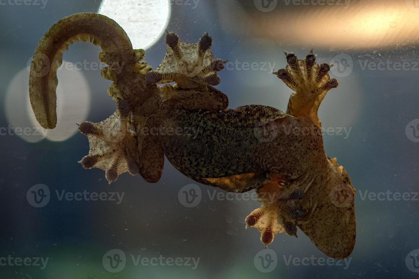 ptychozoon kuhli kuhls fliegender gecko foto