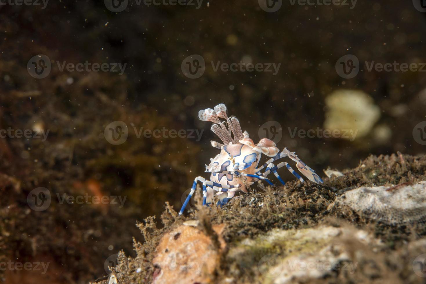 Harlekingarnelen Hymenocera elegans picta hautnah foto