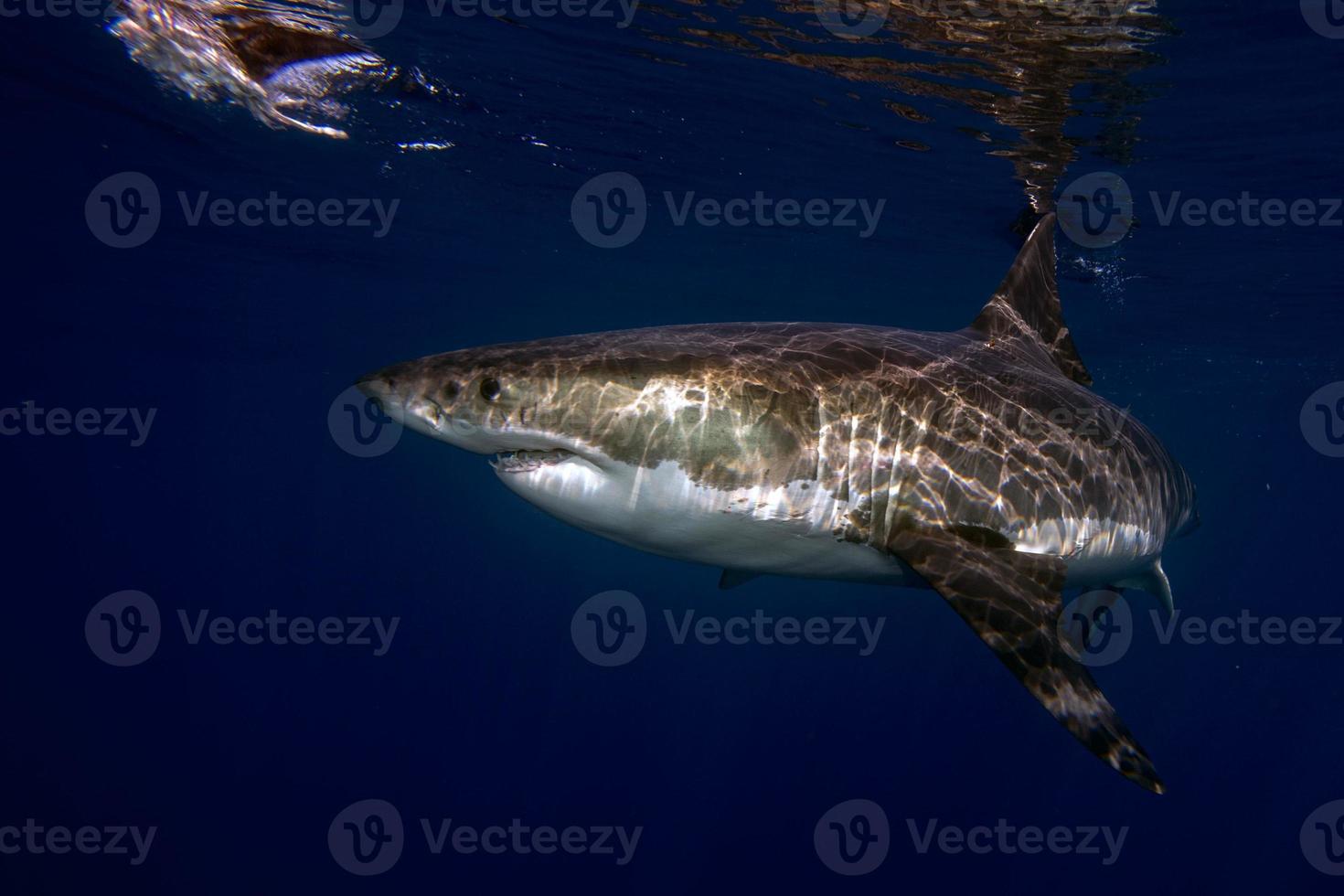 Weißer Hai bereit, unter Wasser anzugreifen foto