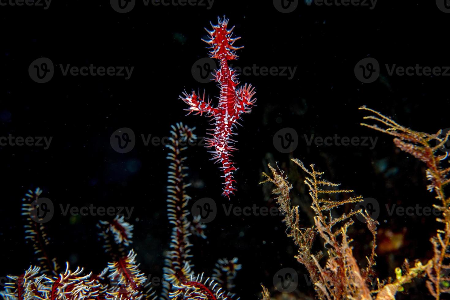 rot verzierte Geisterfische isoliert auf schwarzem Hintergrund foto