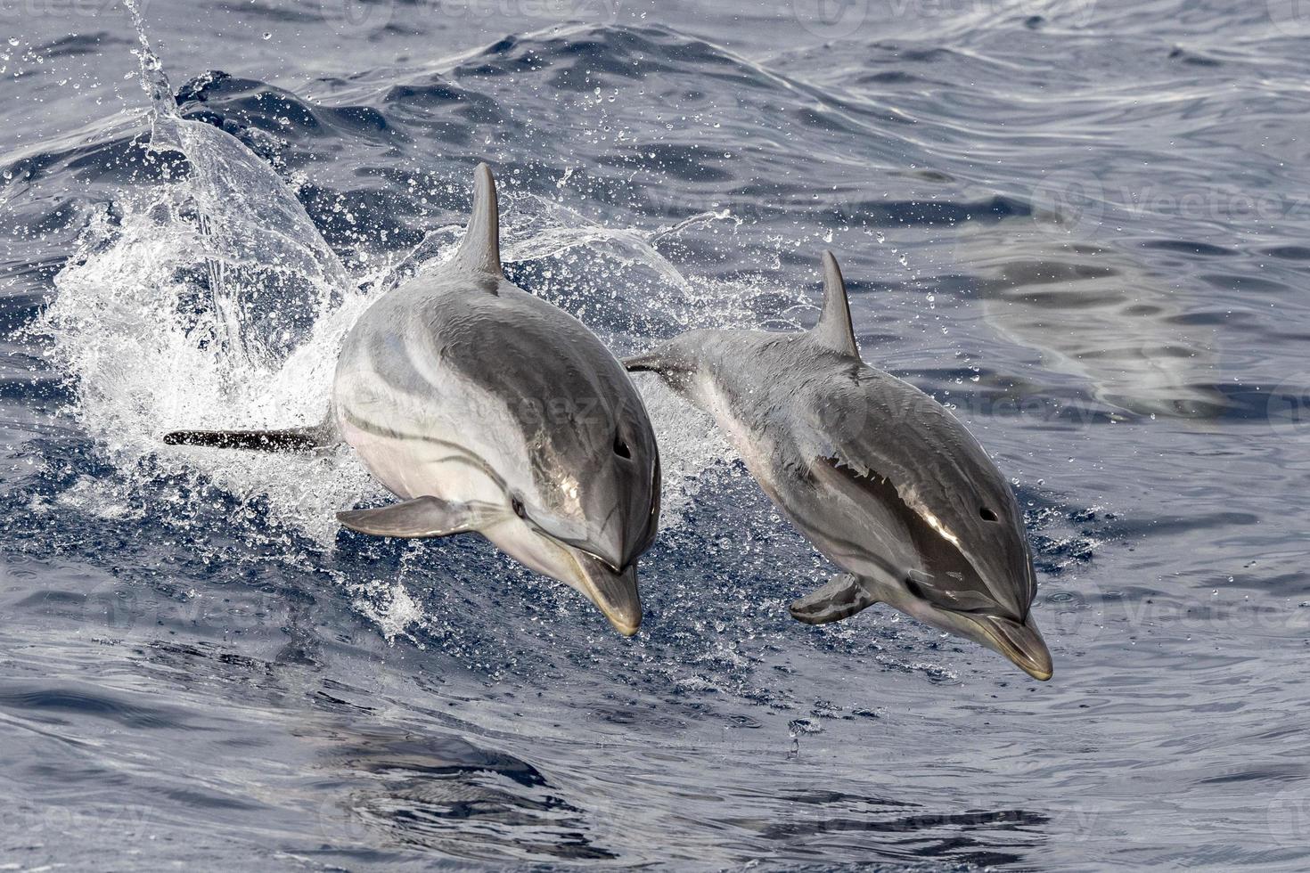 Baby neugeborener Delphin beim Springen außerhalb des Meeres mit Mutter foto