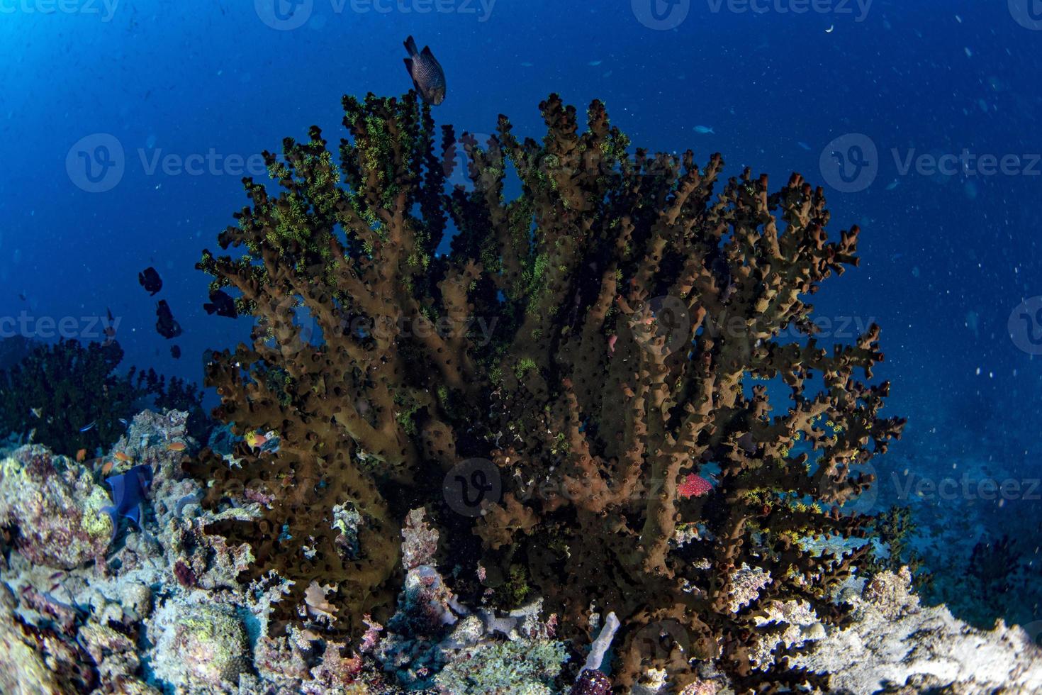 Malediven Korallenhaus für Fische foto