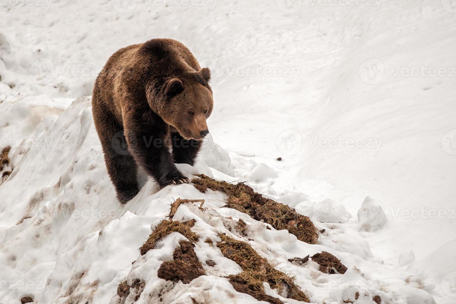 isolierter Bär, der auf dem Schnee geht foto