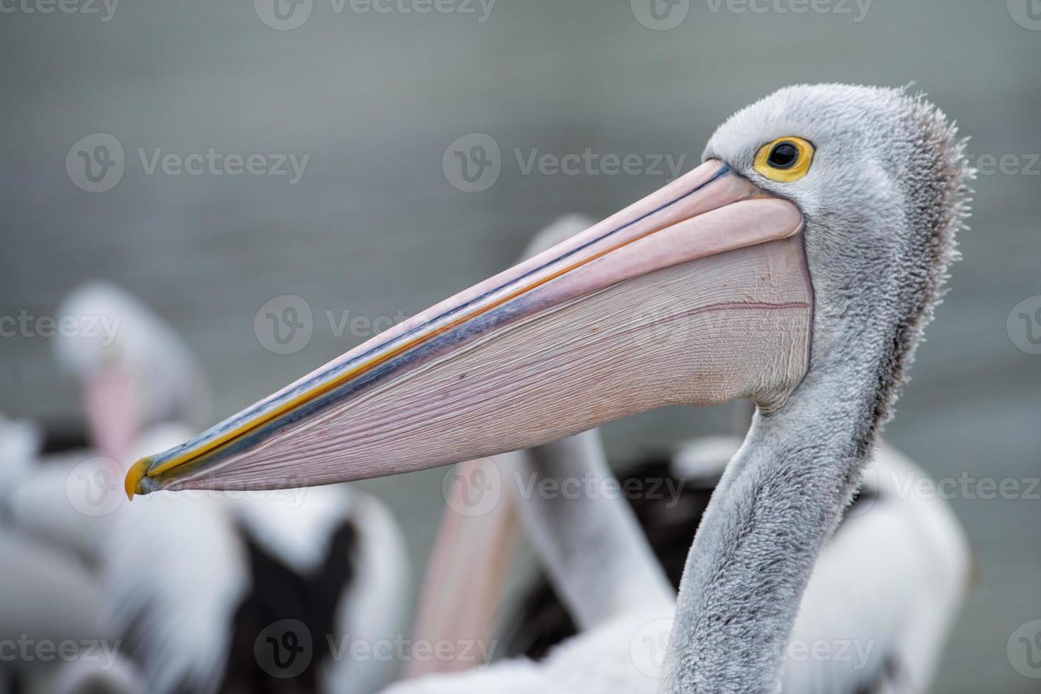 Pelikan-Vogelporträt aus nächster Nähe foto