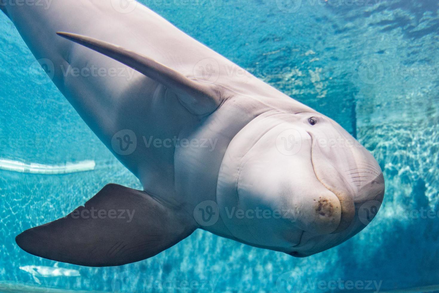 Aquarium-Delphin unter Wasser, der Sie ansieht foto