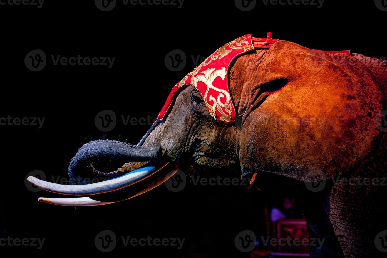 Elefant im Zirkus foto