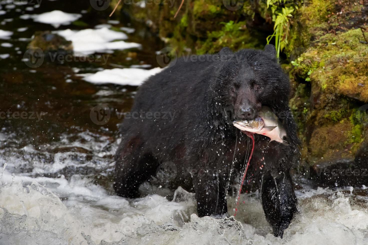 ein Schwarzbär, der dich ansieht, während er einen Lachsfisch in einem Fluss frisst foto