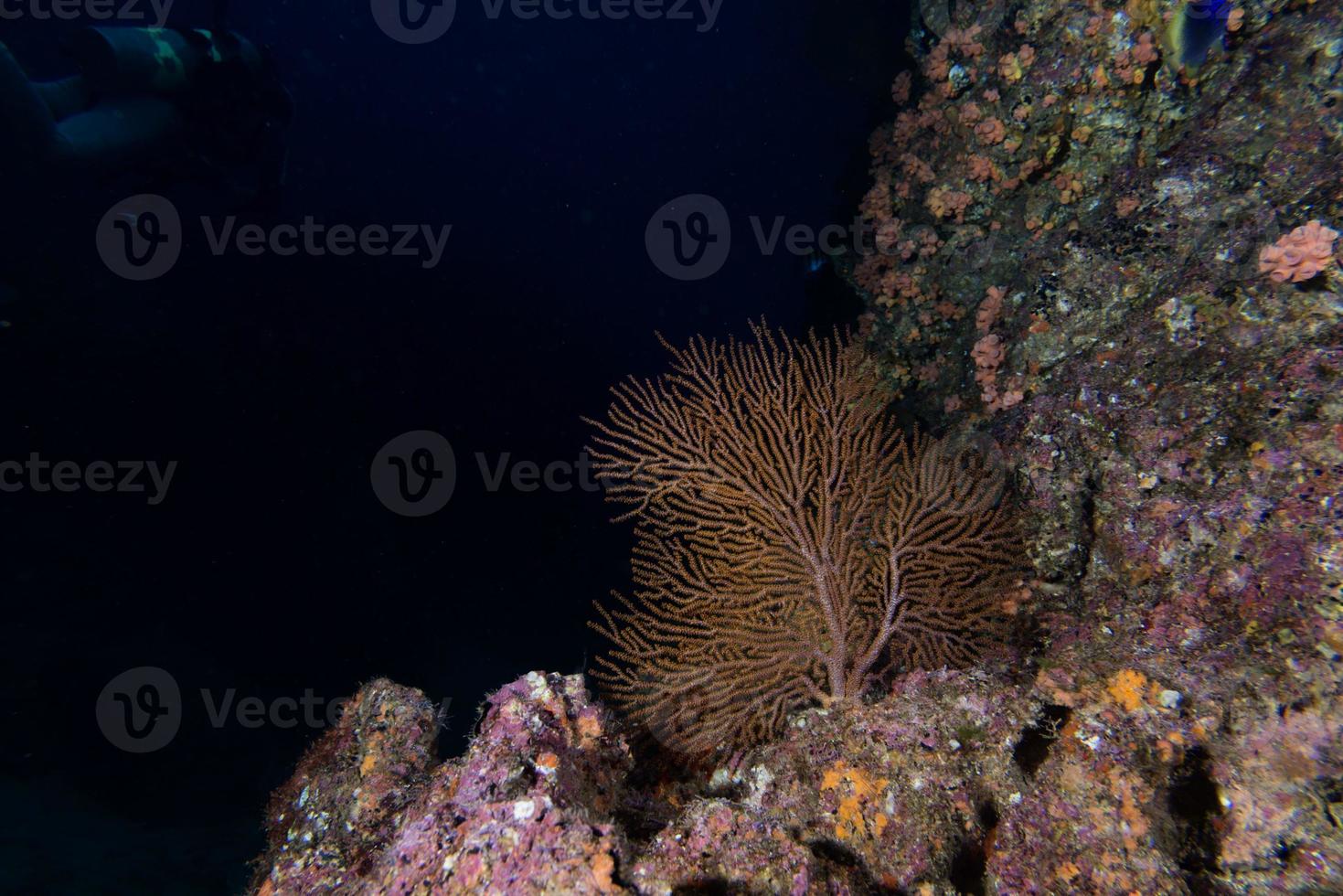 Gorgonienkoralle auf dem tiefblauen Ozean foto