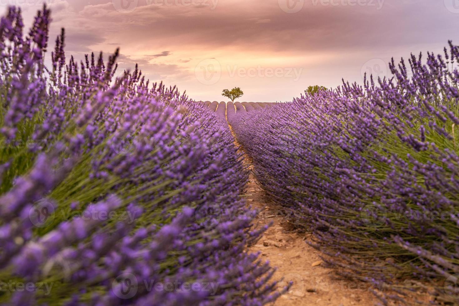 verträumter lavendelfeldsonnenuntergang und linien. künstlerische naturnahaufnahme mit lavendelfeld und sonnenunterganghimmel, wundervolle sommerlandschaft, dramatische farben. inspirierendes naturbanner. friedliche Blumenlandschaft foto