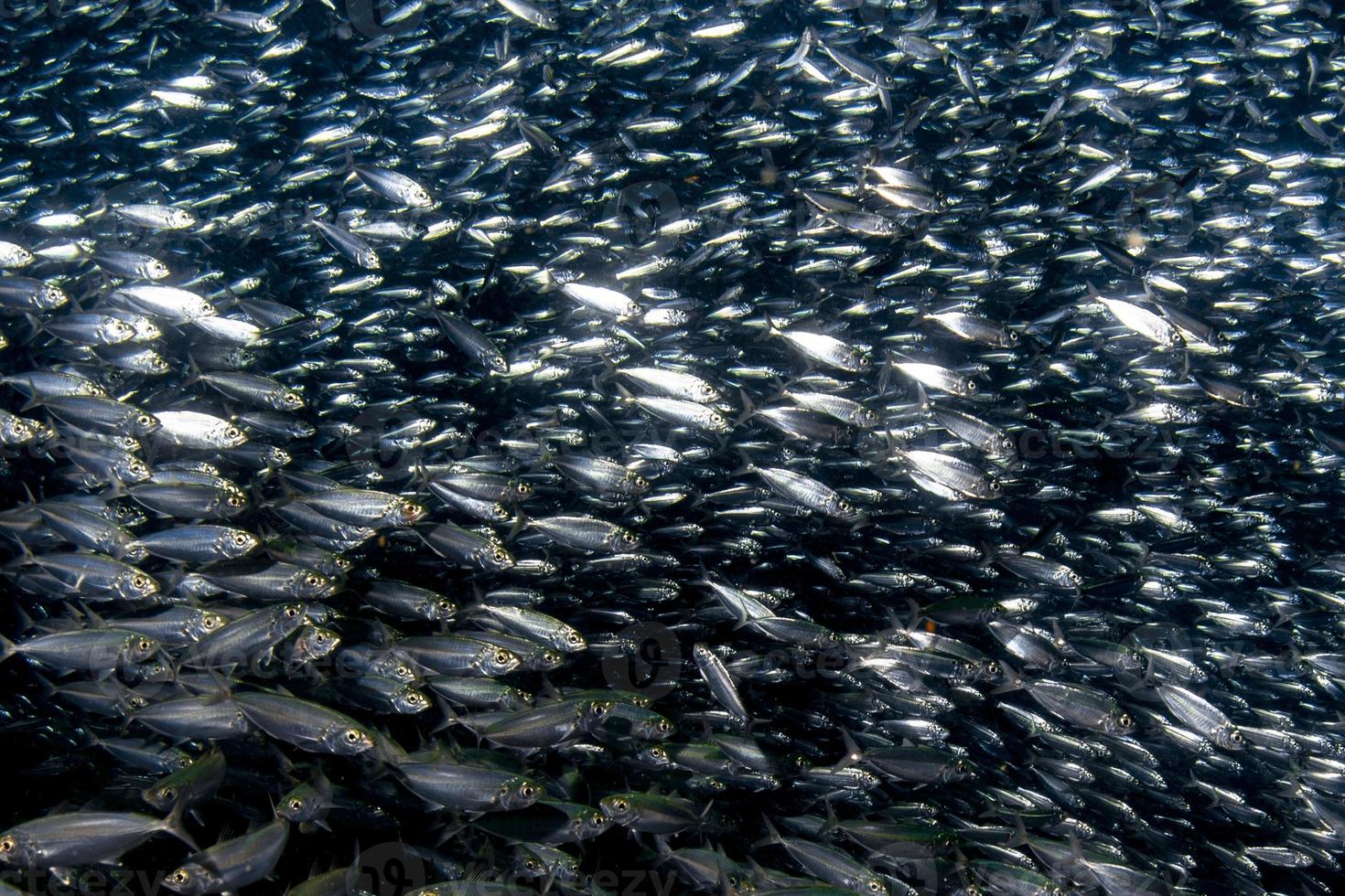 Sardinenfischschwarm unter Wasser foto