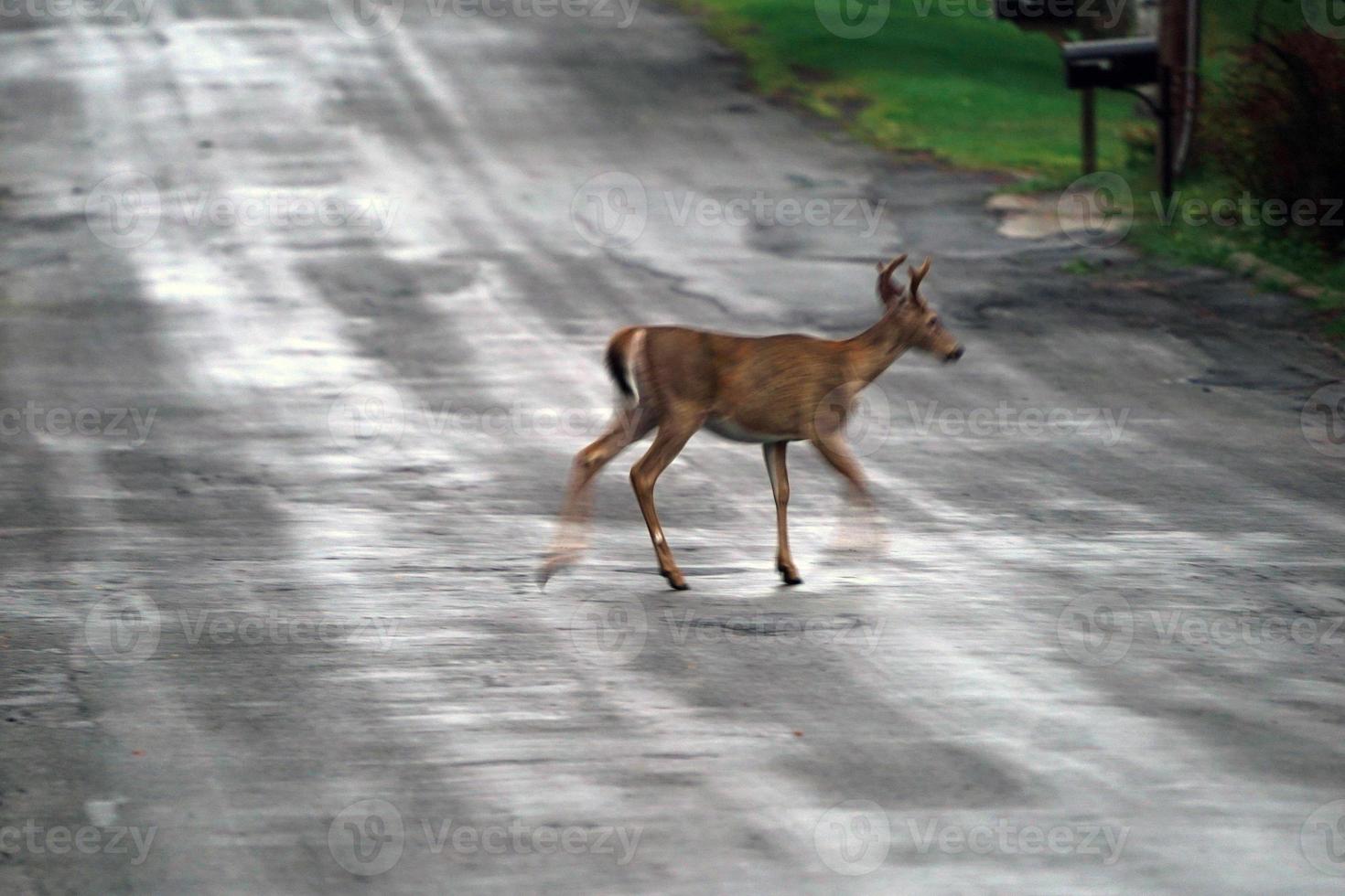 Weißwedelhirsche auf der Straße in der Nähe der Häuser in der Landschaft des New York State County foto