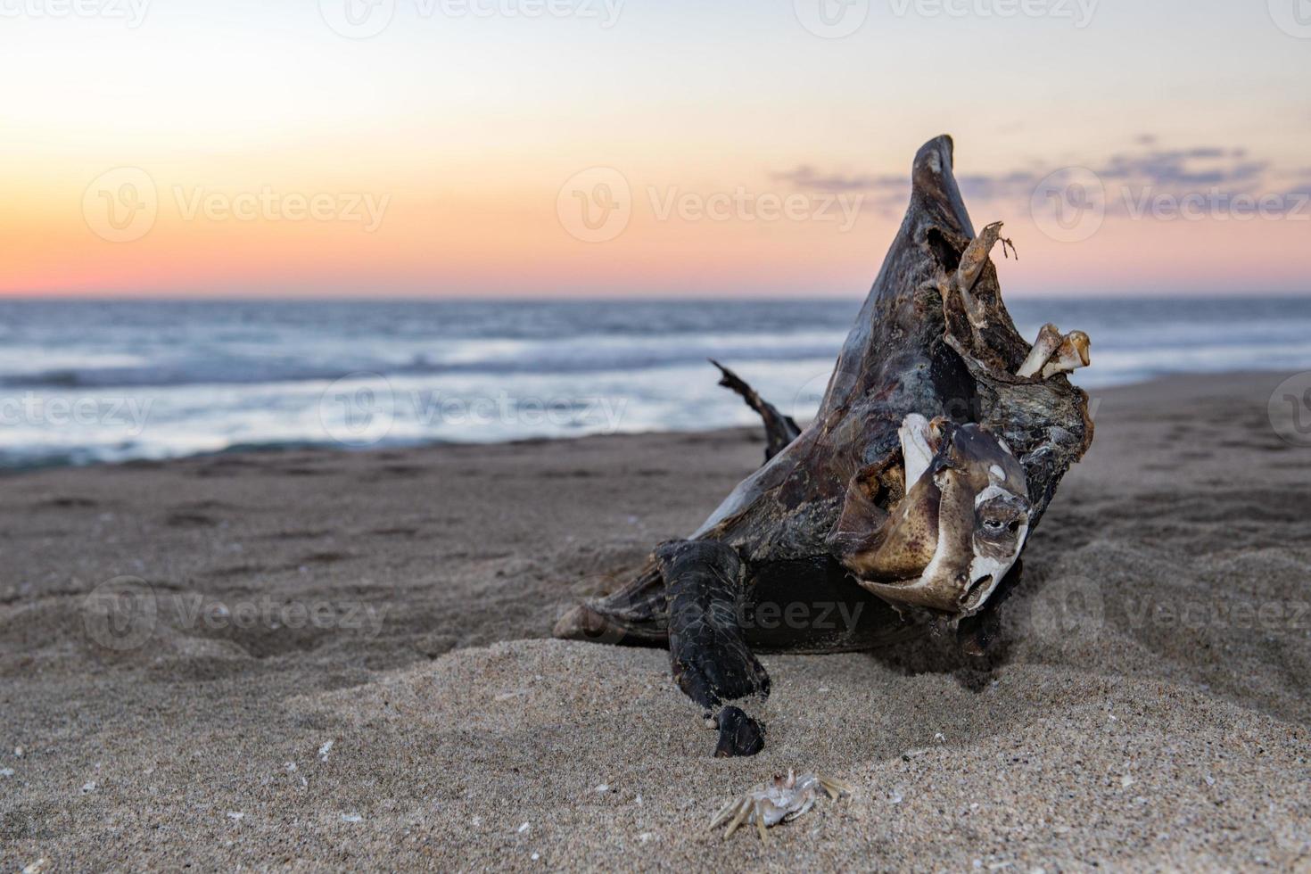 Tote Schildkröte am Strand bei Sonnenuntergang foto