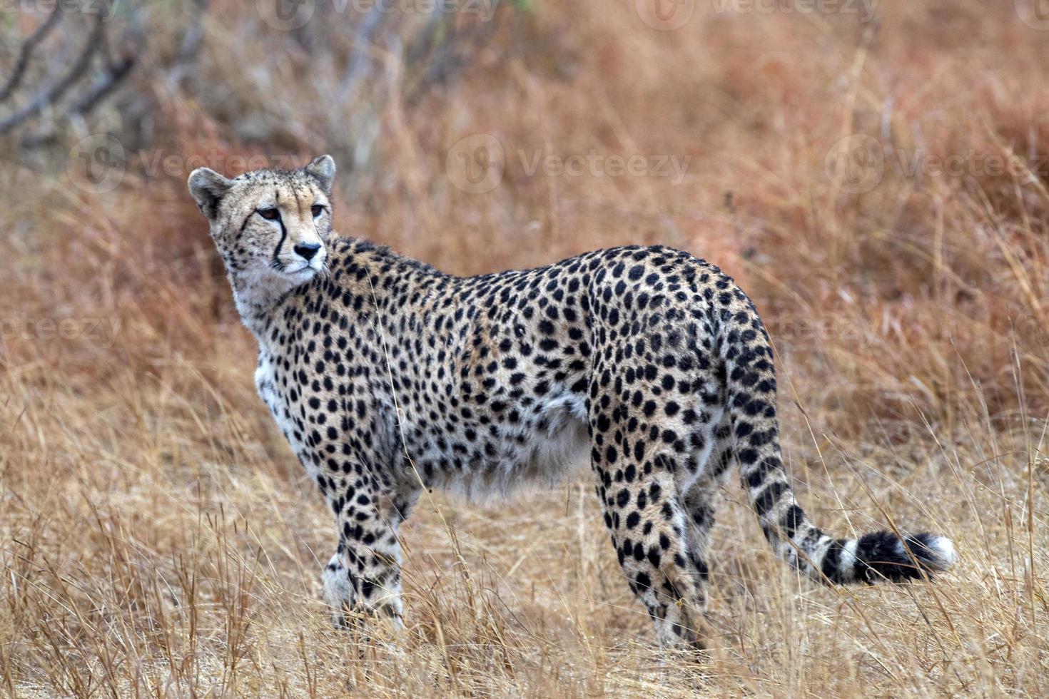 Gepard im Krüger Park in Südafrika verwundet foto