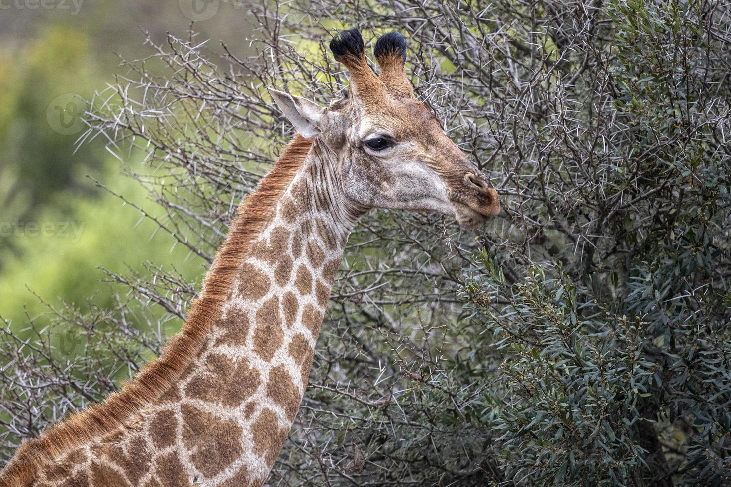 Giraffe im Krüger Park Südafrika foto