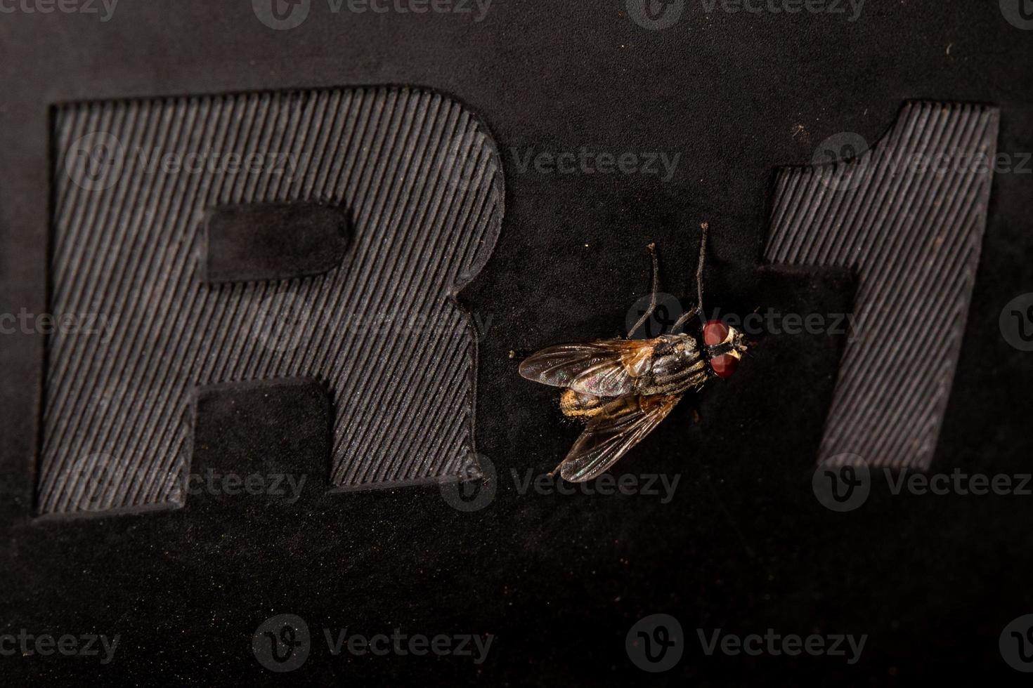 fliegen Makro Nahaufnahme Porträt auf r1 Autoreifen foto