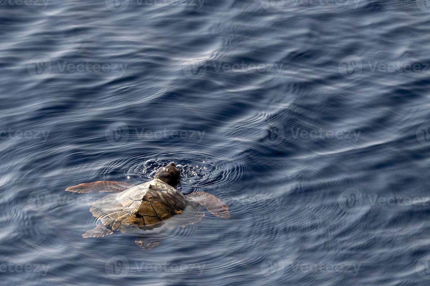 Baby neugeborene Caretta-Schildkröte in der Nähe der Meeresoberfläche zum Atmen foto