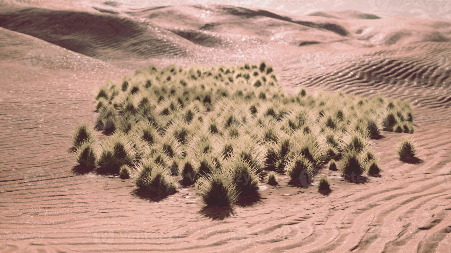 grünes gras in der wüste liwa foto