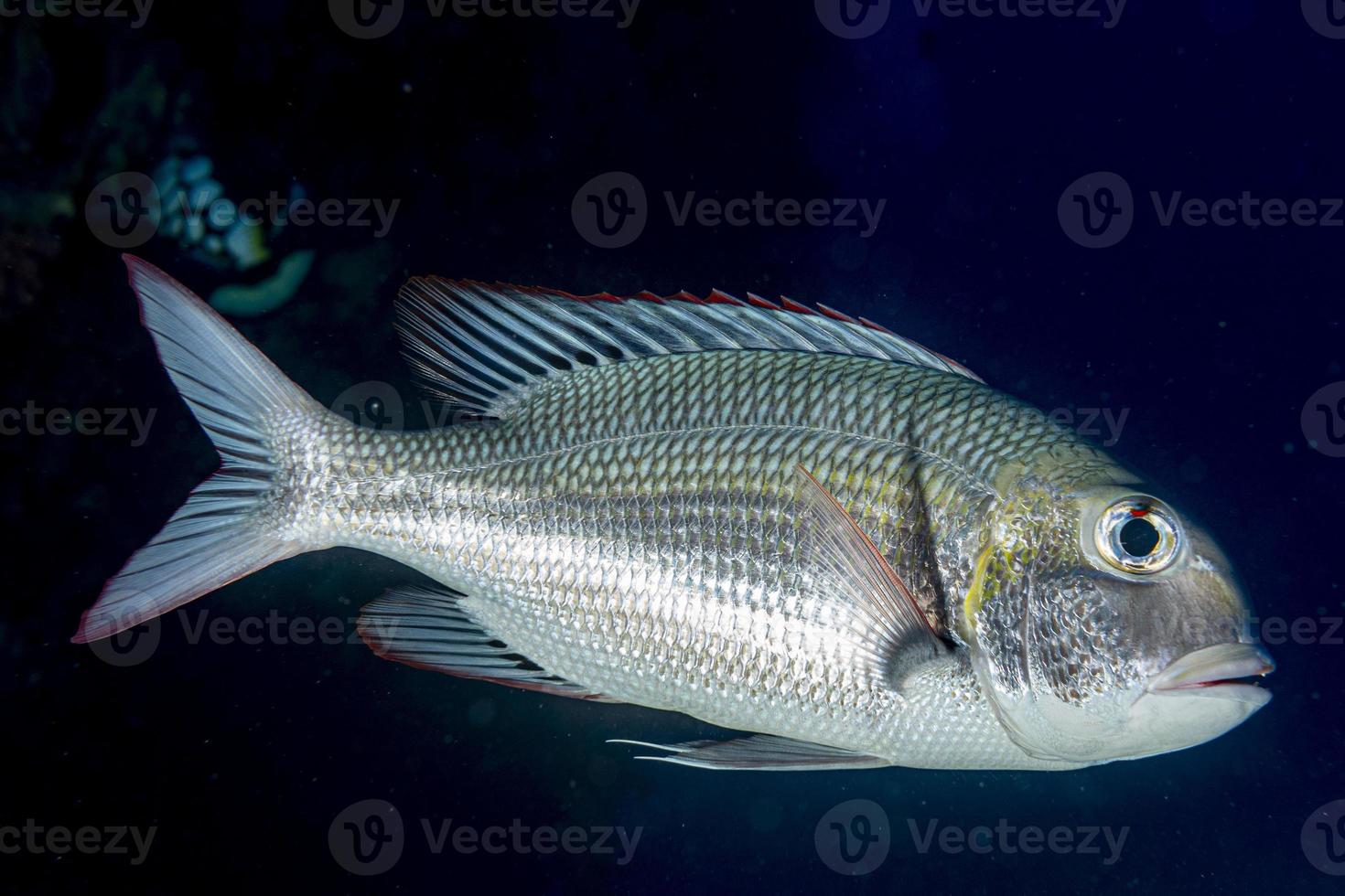 Schnapperfisch isoliert Tauchen Malediven foto