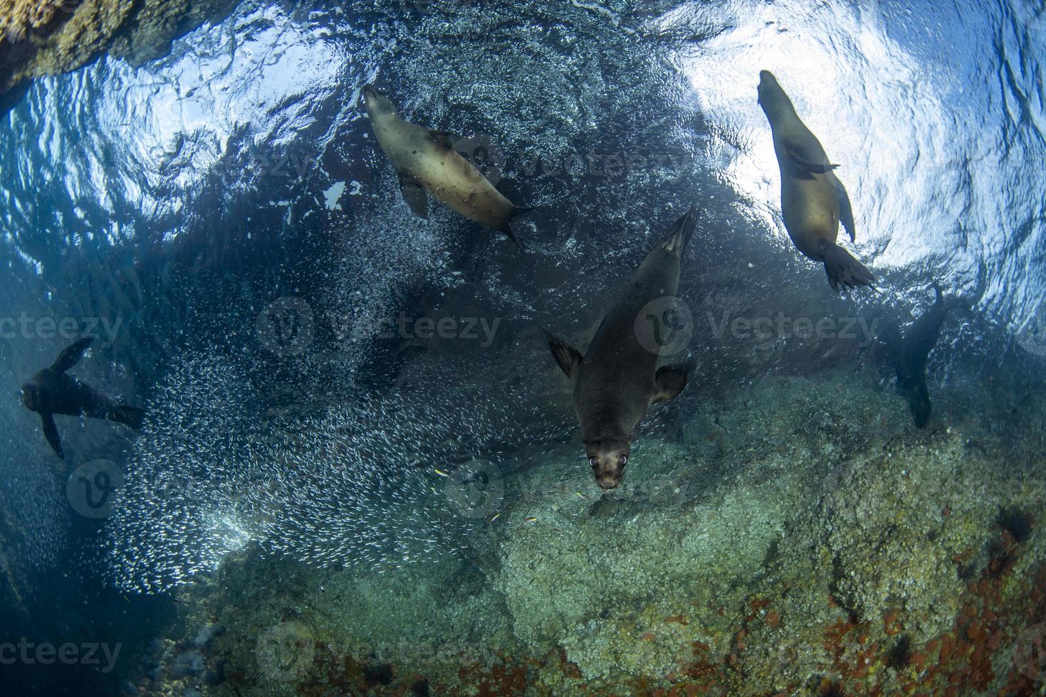 Welpe Seelöwe Unterwasserjagd in Sardinen Fischball foto