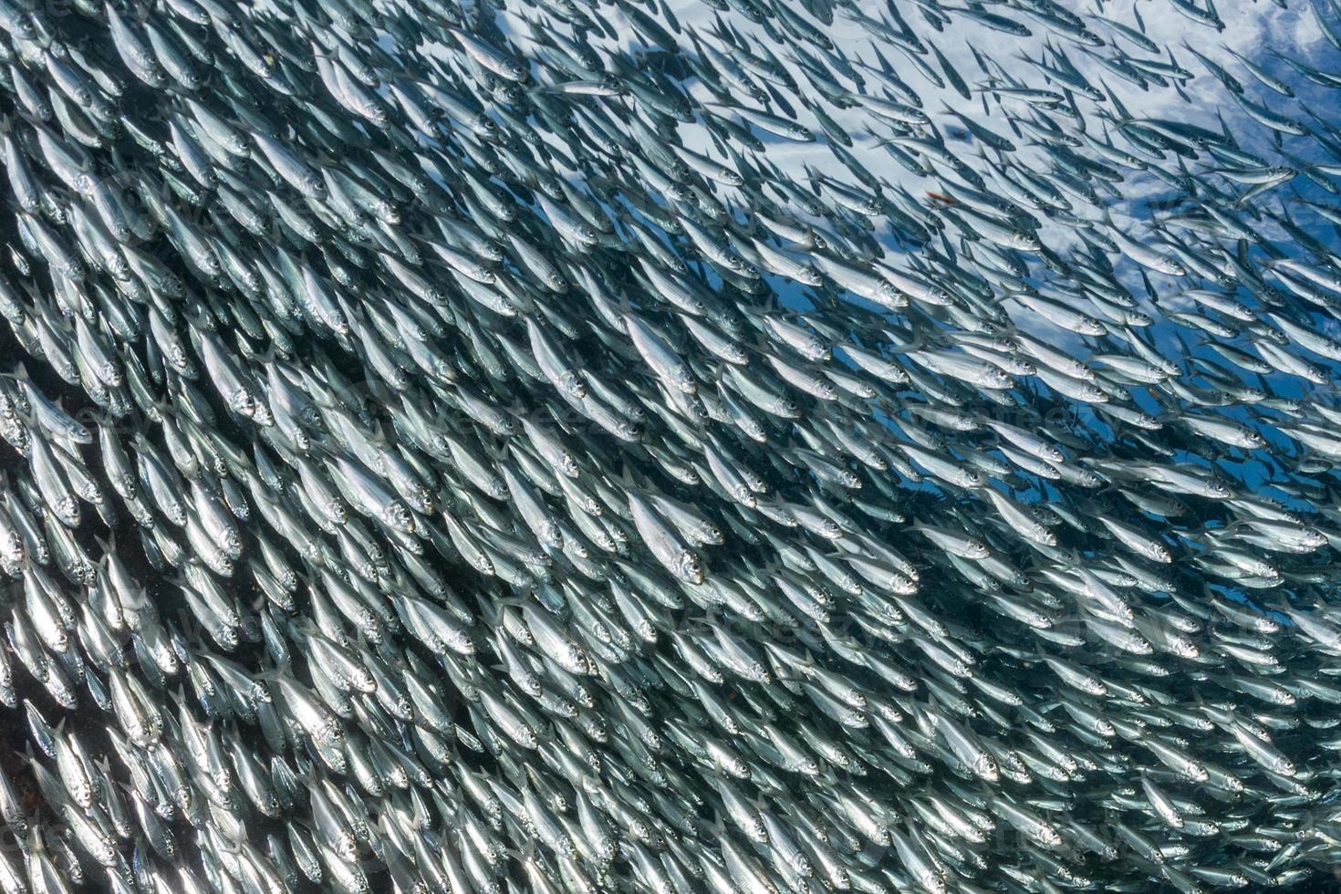 Sardinenfischschwarm unter Wasser foto