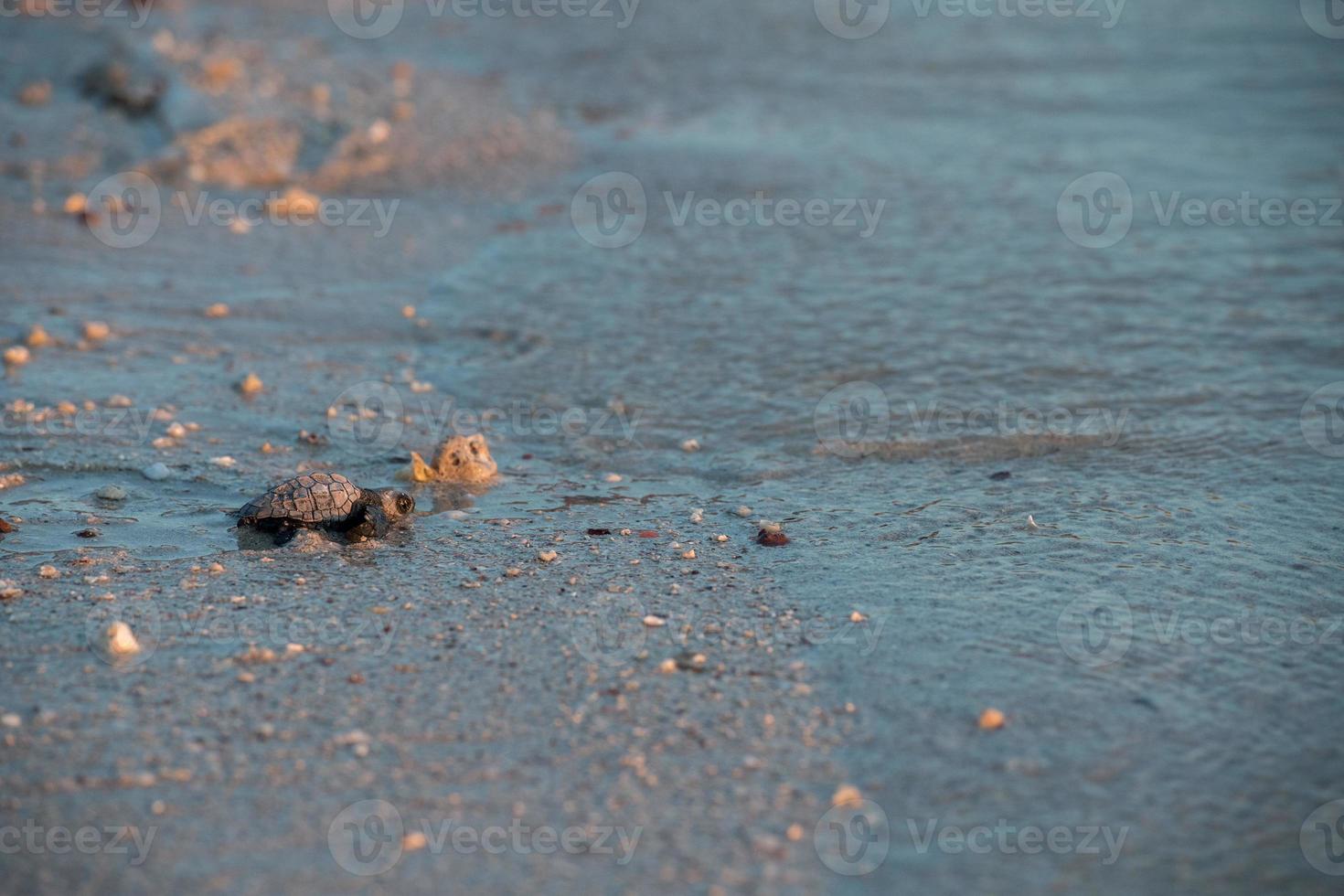 neugeborenes baby grüne golfina-schildkröte nähert sich dem meer foto