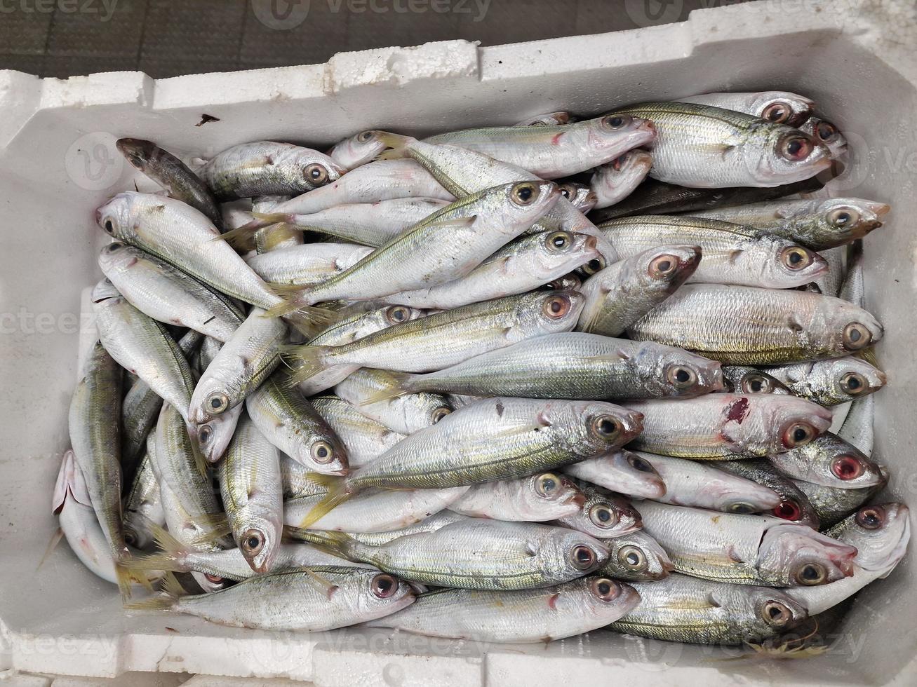 Frisch gefangene Meeresfrüchte in einer Kiste auf dem Fischmarkt foto